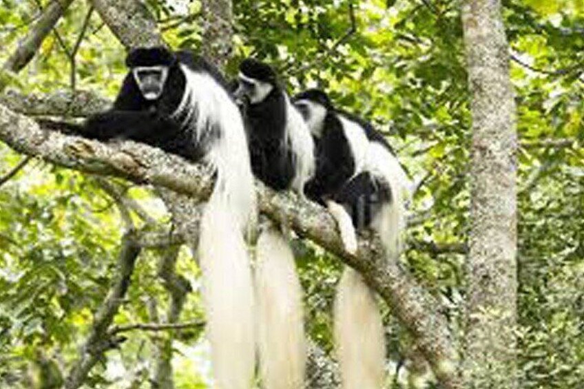 Day Trip Arusha National Park Optional Canoe and Walking Safaris