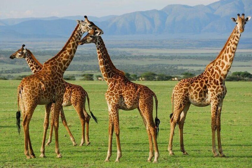 Day Trip Arusha National Park Optional Canoe and Walking Safaris