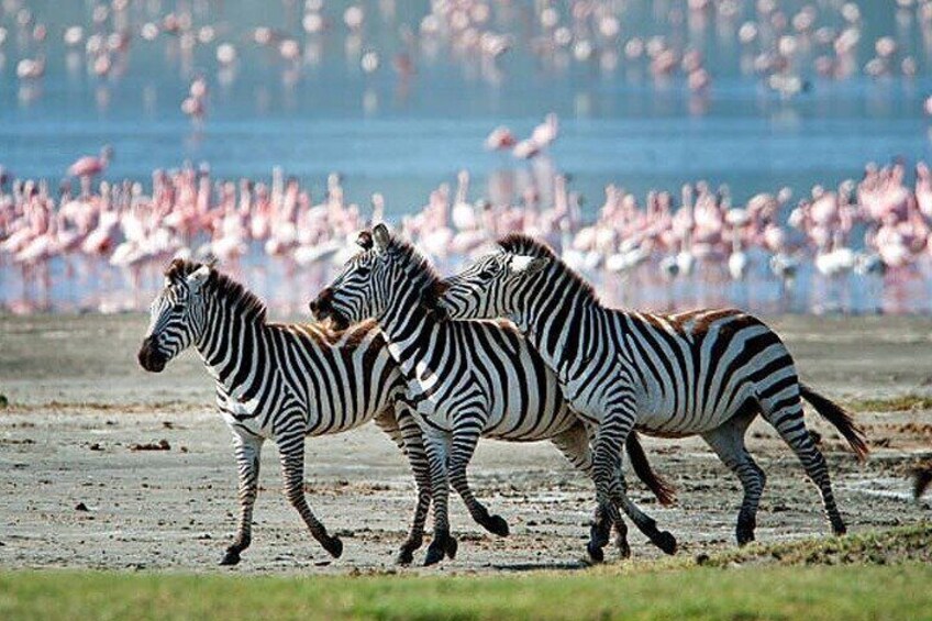 Day Trip Arusha National Park Optional Canoe and Walking Safaris