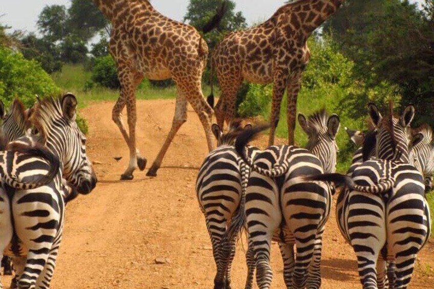 Day Trip Arusha National Park Optional Canoe and Walking Safaris