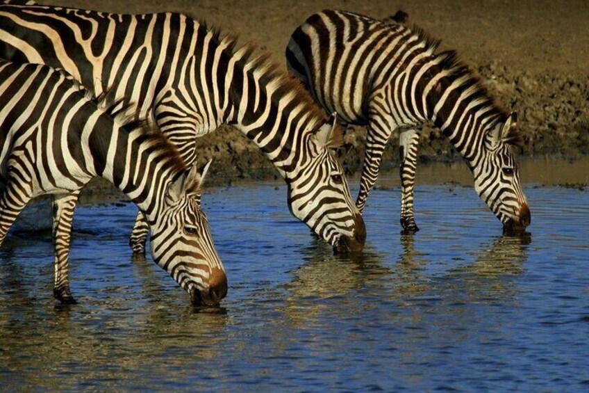 Private Serengeti and Tarangire Safari Multi Day Tour