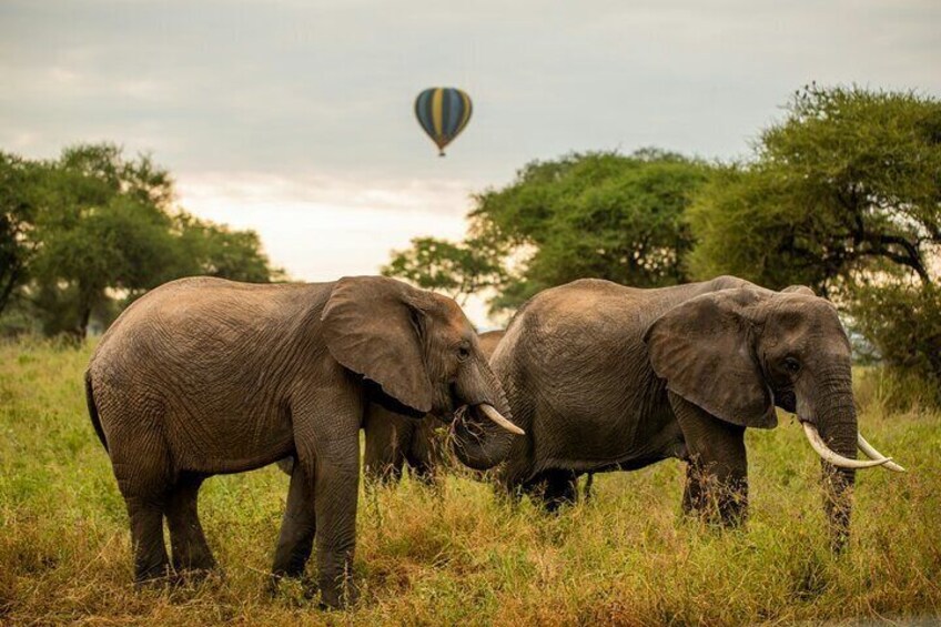 Private Serengeti and Tarangire Safari Multi Day Tour