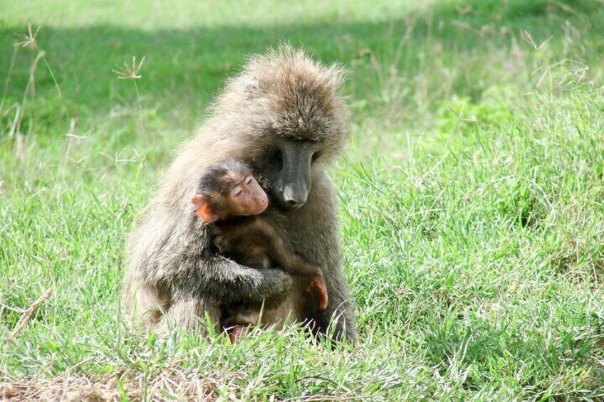 Private Serengeti and Tarangire Safari Multi Day Tour