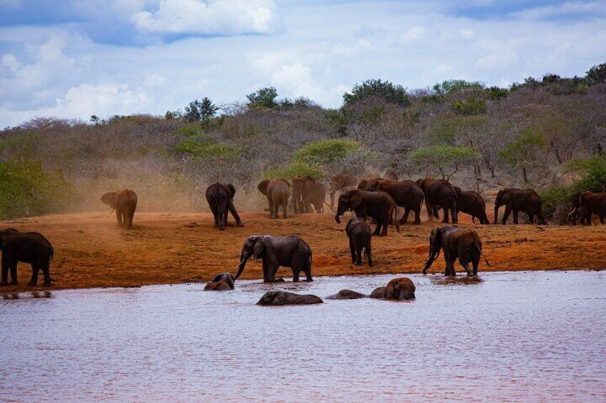 Private Serengeti and Tarangire Safari Multi Day Tour