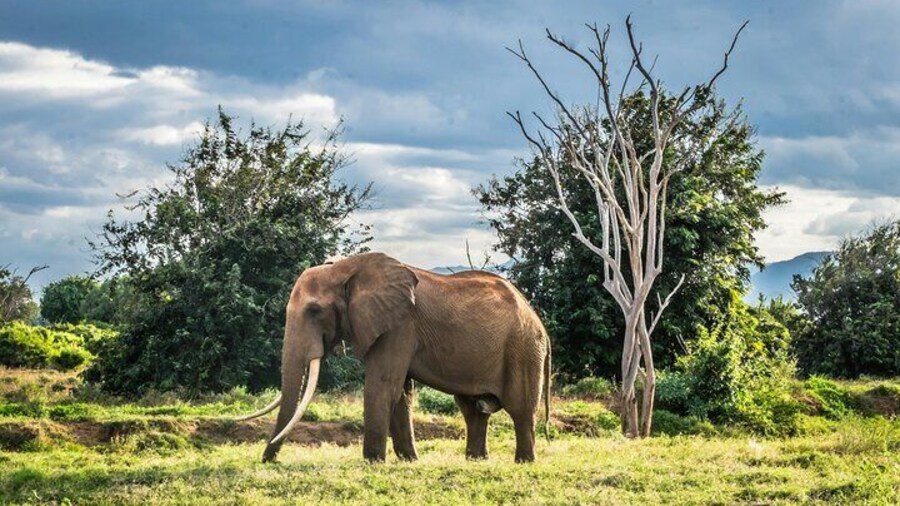 Private Serengeti and Tarangire Safari Multi Day Tour