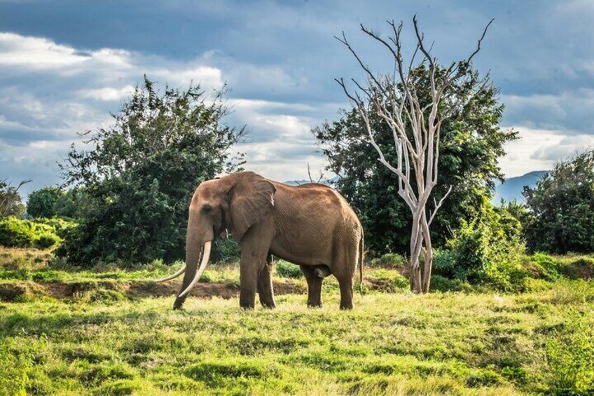Private Serengeti and Tarangire Safari Multi Day Tour