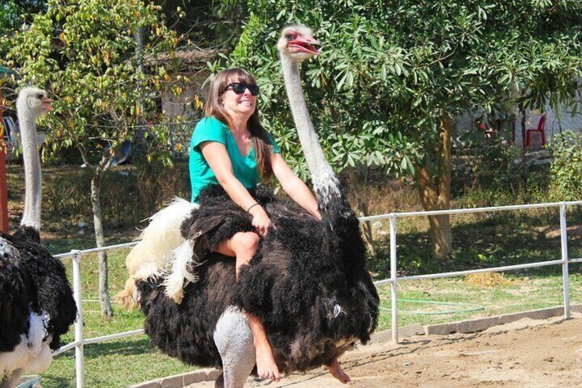 Guided Day Tour to Masai Ostrich Farm from Nairobi