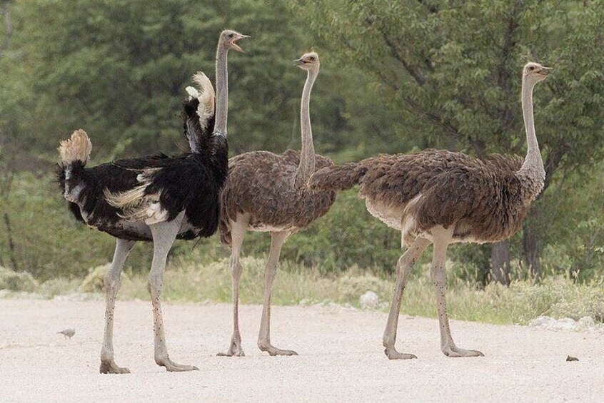 Guided Day Tour to Masai Ostrich Farm from Nairobi