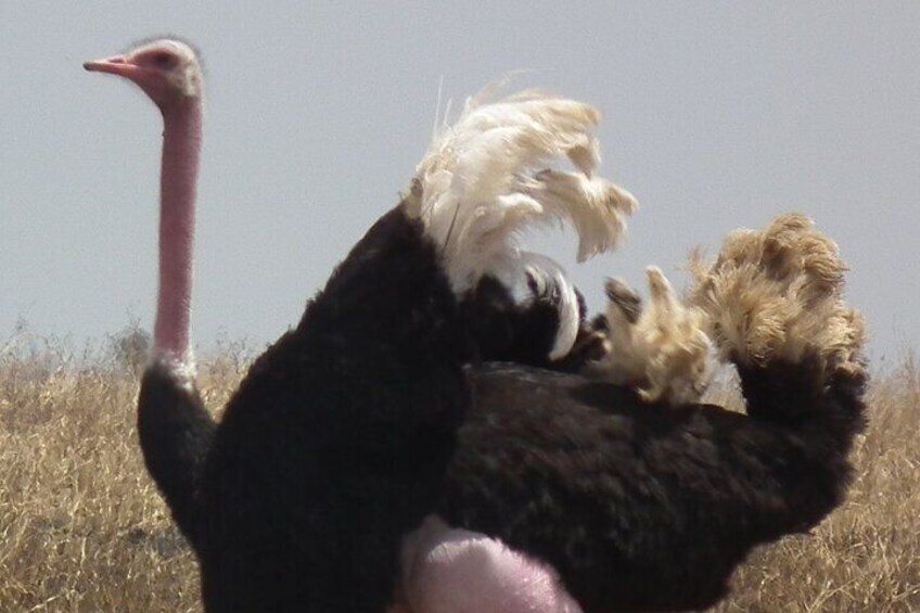 Guided Day Tour to Masai Ostrich Farm from Nairobi