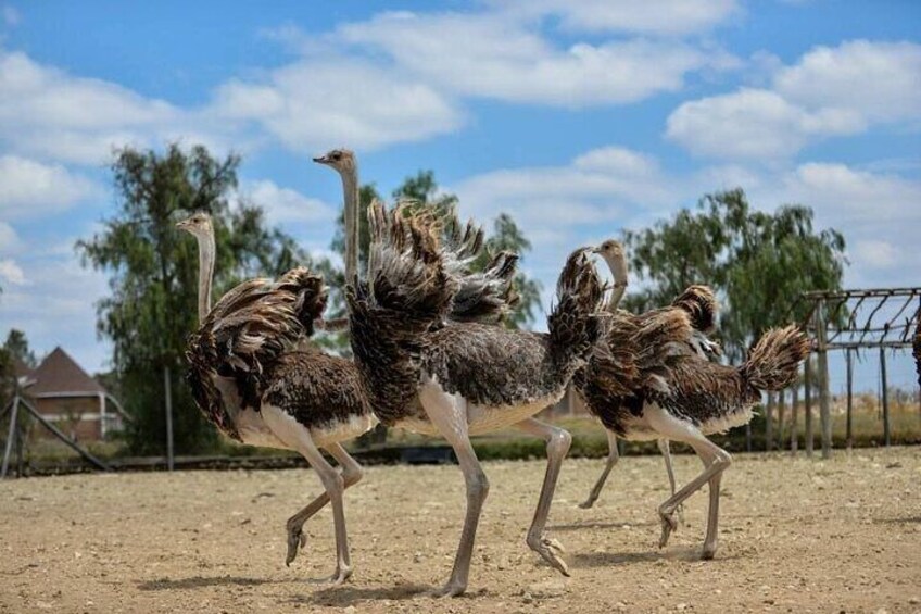 Guided Day Tour to Masai Ostrich Farm from Nairobi