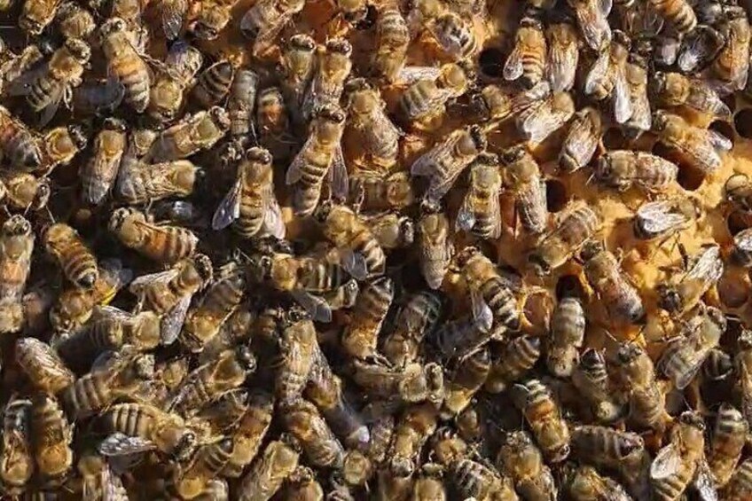 Beekeeping experience and tour to an organic farm