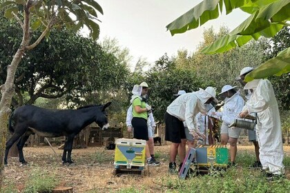 Beekeeping experience and tour to an organic farm
