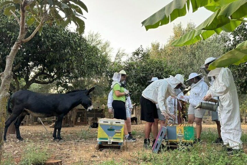 Beekeeping experience and tour to an organic farm