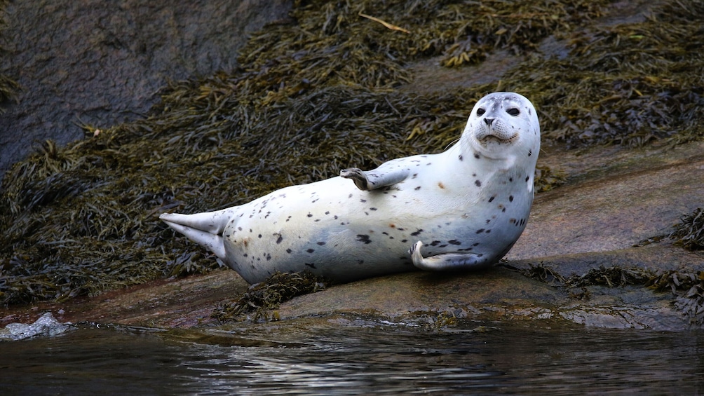 Tadoussac/Charlevoix: Zodiac Seal Watching Tour