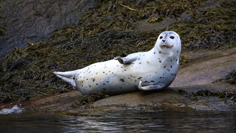 Tadoussac/Charlevoix: Zodiac Seal Watching Tour