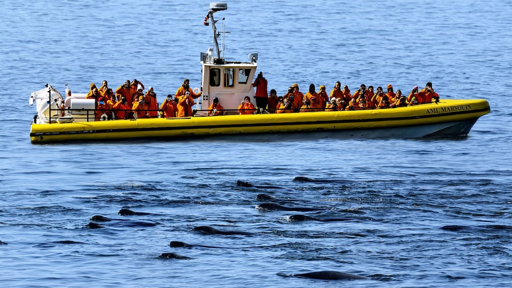 Tadoussac/Charlevoix: Zodiac Seal Watching Tour