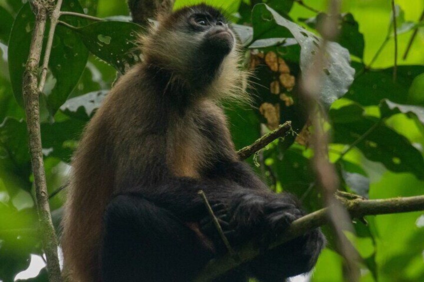 Tortuguero National Park Kayaking Tour