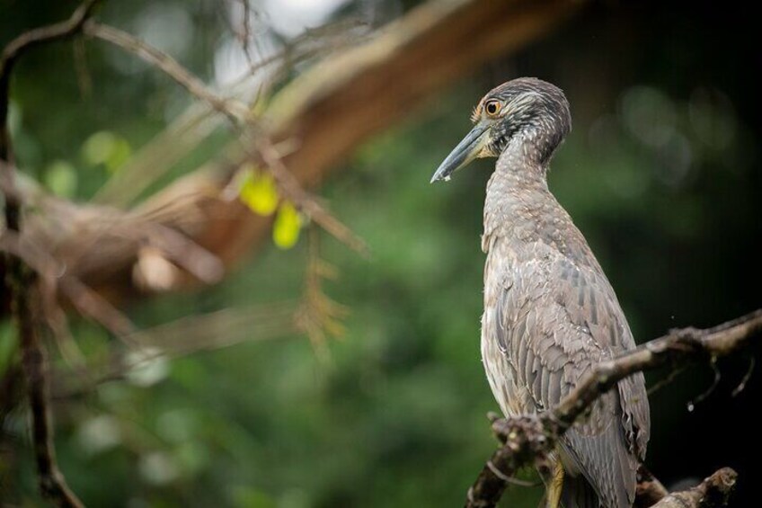 Tortuguero National Park Kayaking Tour