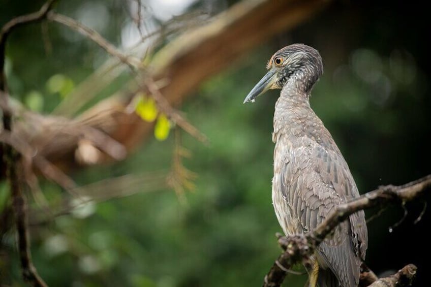 Tortuguero National Park Kayaking Tour