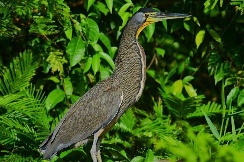 Tortuguero National Park Kayaking Tour