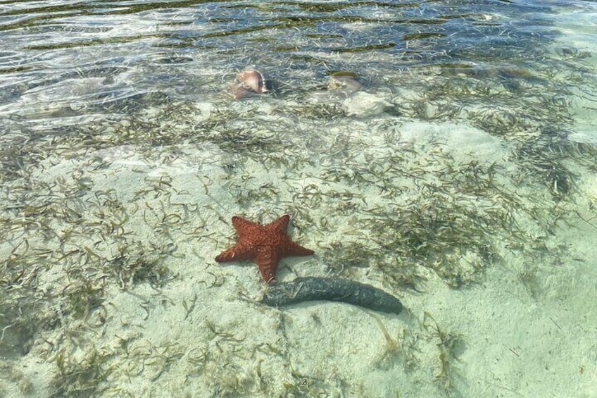 Transparent Kayaking Tour in the Mangroves of San Andres