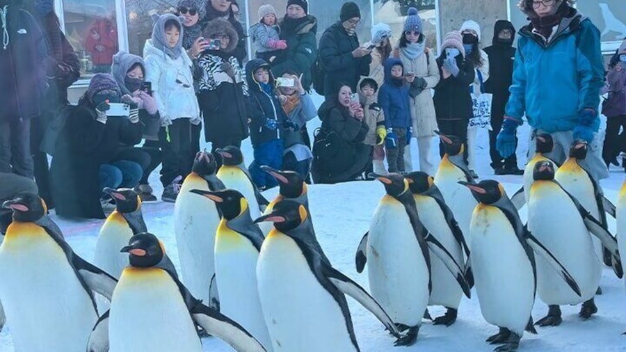 Asahiyama Zoo, Biei tree, Shirohige Falls & Blue Pond Day Tour