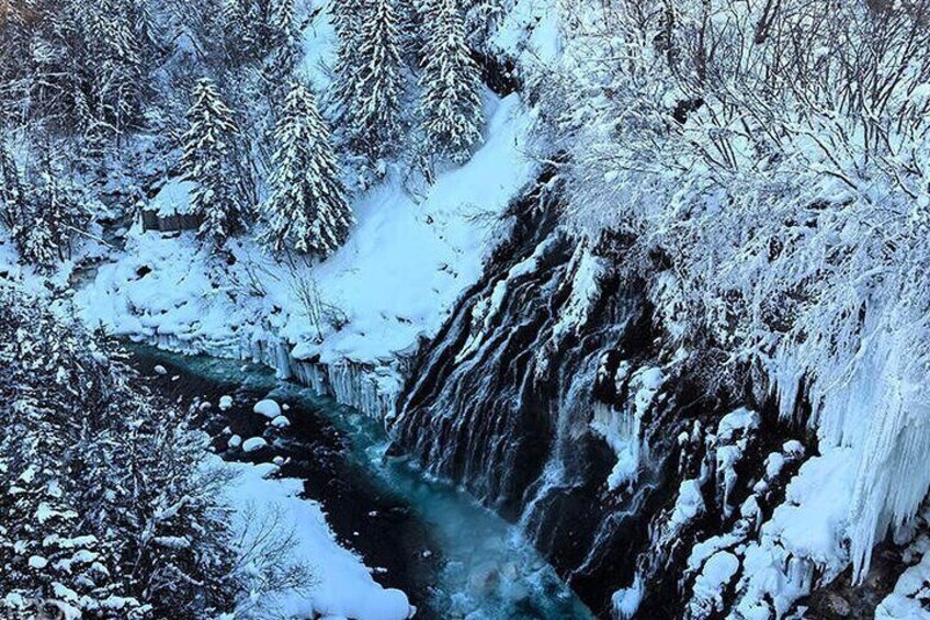 Asahiyama Zoo, Biei tree, Shirohige Falls & Blue Pond Day Tour