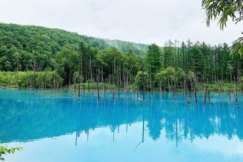 Asahiyama Zoo, Biei tree, Shirohige Falls & Blue Pond Day Tour