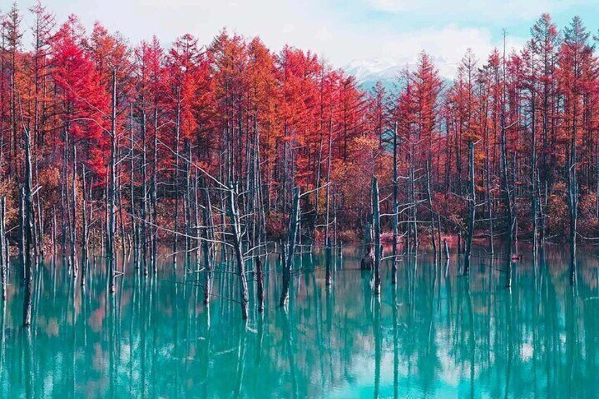 Asahiyama Zoo, Biei tree, Shirohige Falls & Blue Pond Day Tour