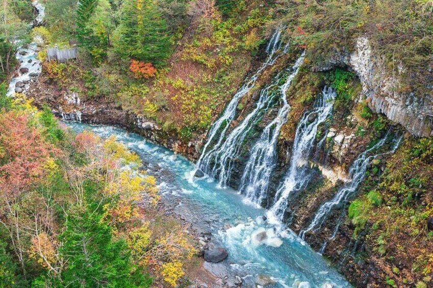 Asahiyama Zoo, Biei tree, Shirohige Falls & Blue Pond Day Tour