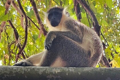 Monkey Feeding Private Island Tour Through Barbados