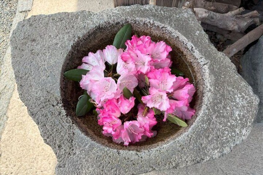 Azalea flowers.