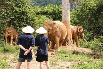 Koh Samui Elephant Home Sanctuary og det første elefantmuseet