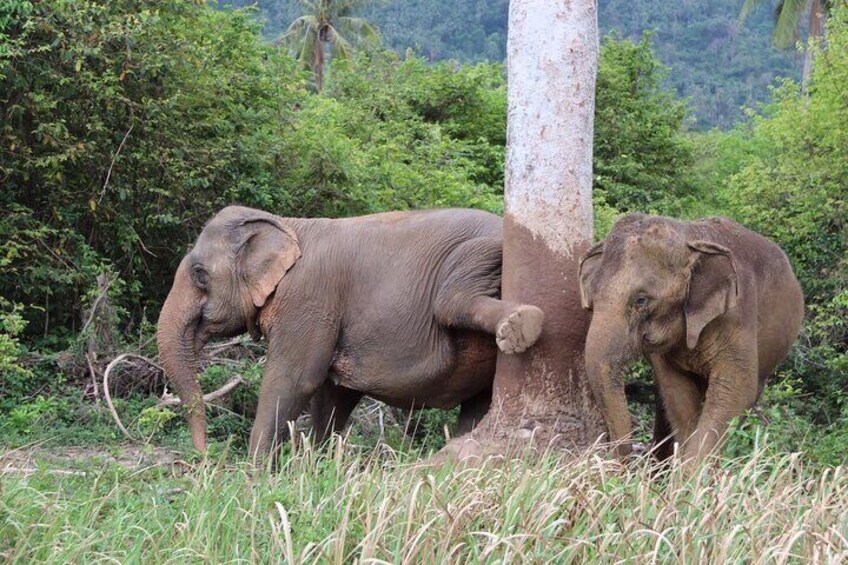 Koh Samui Elephant Home Sanctuary and Elephant Museum