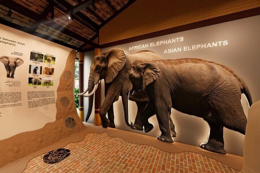 Koh Samui Elephant Home Sanctuary and Elephant Museum
