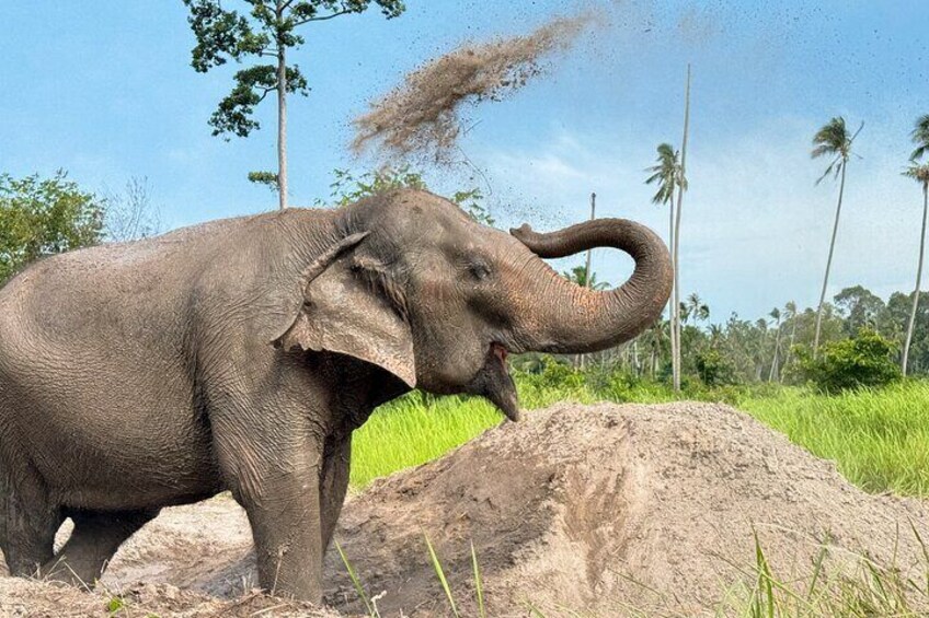 Koh Samui Elephant Home Sanctuary and Elephant Museum