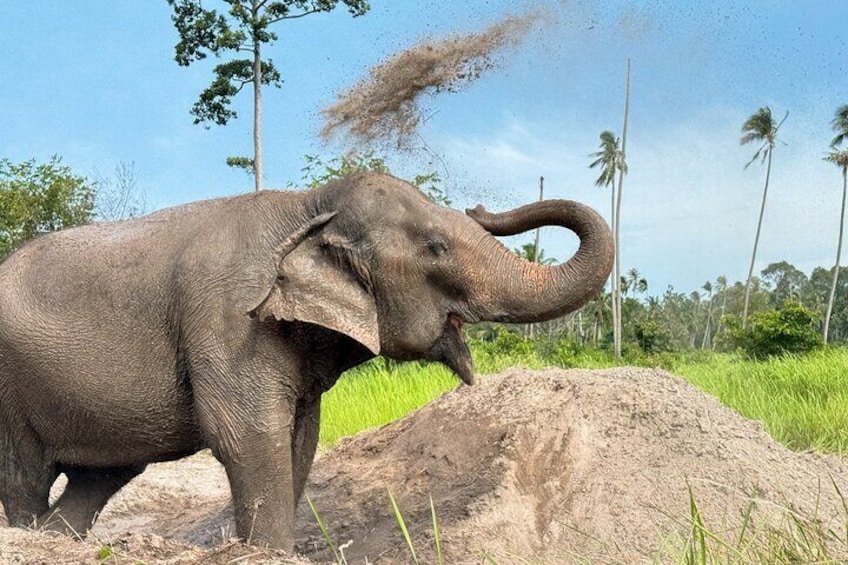 Koh Samui Elephant Home Sanctuary and Elephant Museum