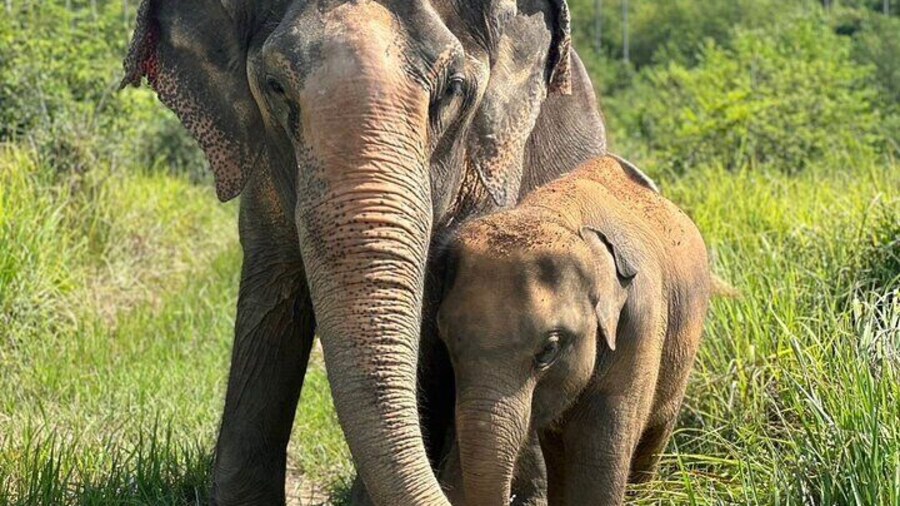 Koh Samui Elephant Home Sanctuary and Elephant Museum