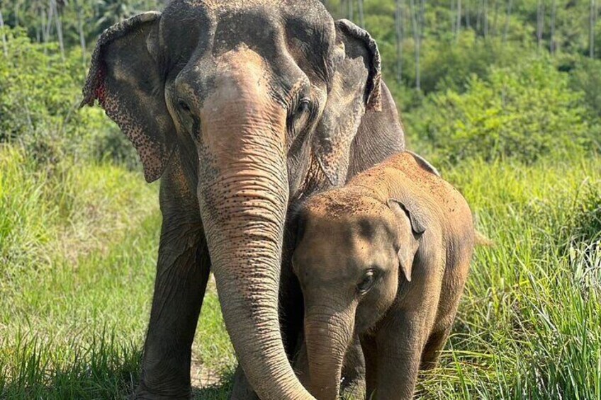 Koh Samui Elephant Home Sanctuary and Elephant Museum