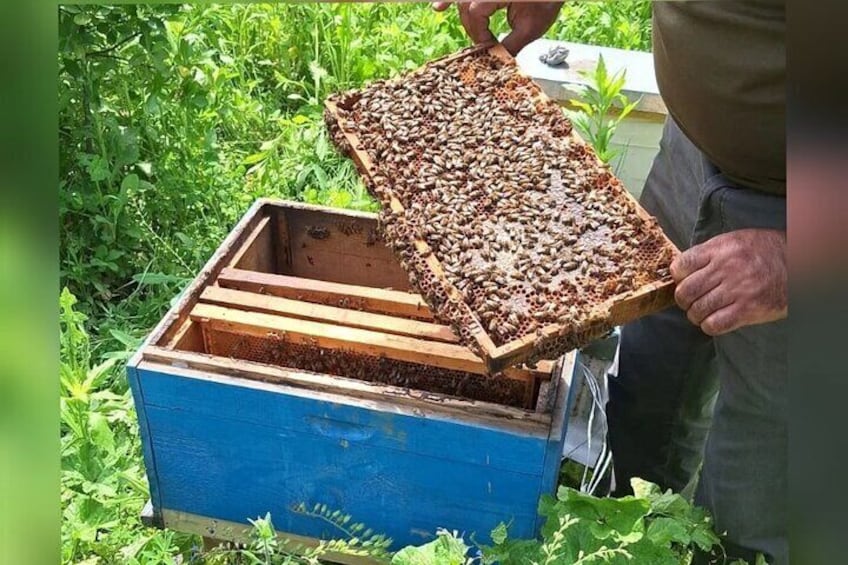 Lankaran honey is known for its high quality, thanks to the region's rich flora and subtropical climate. The area’s natural environment makes it ideal for beekeeping.