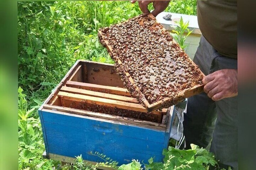 Lankaran honey is known for its high quality, thanks to the region's rich flora and subtropical climate. The area’s natural environment makes it ideal for beekeeping.