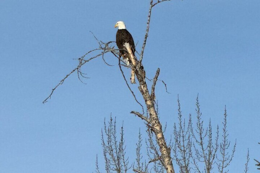 Bald Eagle