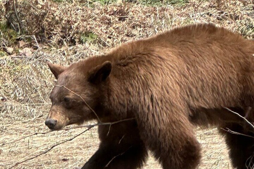 Black Bear just off Going-to-the-Sun Road