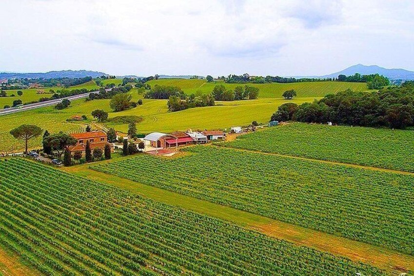 Enjoy a meal with wine tasting in the vineyard of Podere Casanova