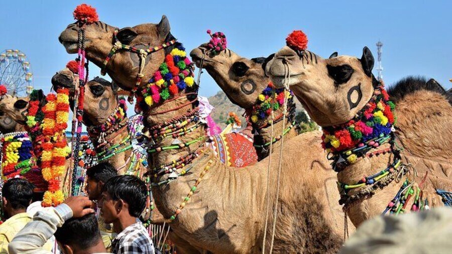 10 Days Rajasthan & Golden Triangle with Tiger Safari Tour by AC Car