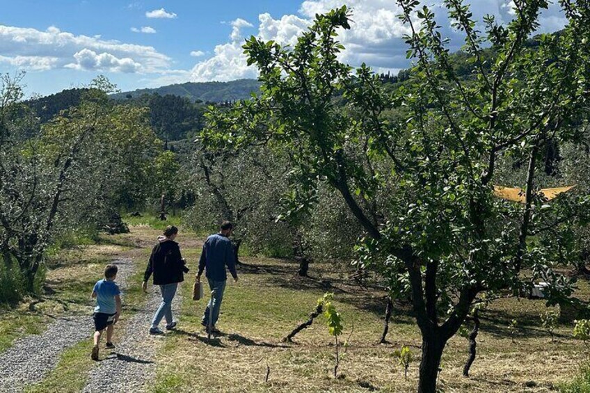 Picnic among the Olive Trees and Tasting of Oil and Local Flavors