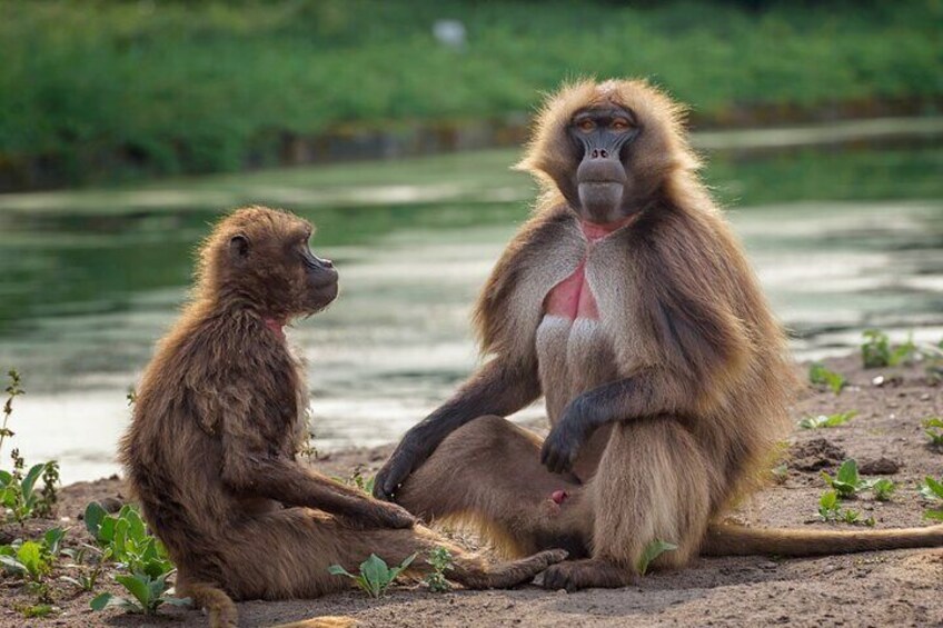 Berlin Tierpark Skip The Line Tickets and Private Transport