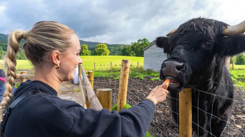 From Inverness: Cawdor Castle, Cairngorms National Park & Hairy Coos