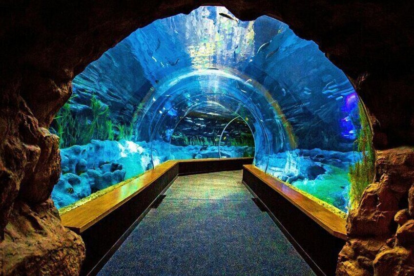 Aquarium Poema del Mar and Bus TUI Package