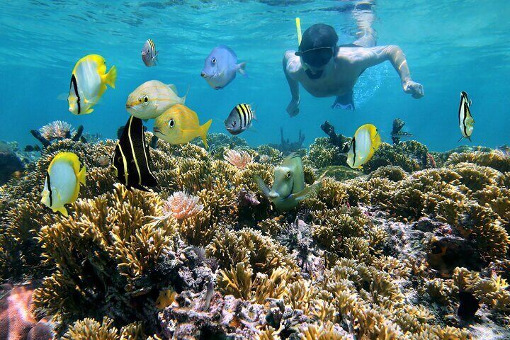 Coral Gardens Full Day Snorkeling Sea Trip & Lunch – Marsa Alam